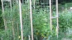 Growing Food in Seattle: A Front Yard Raised Bed Vegetable Garden