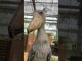 今日のおはようふたば(2026.6.15)【掛川花鳥園公式】