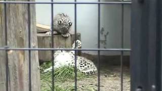 09年7月18日 ユキヒョウパンチ