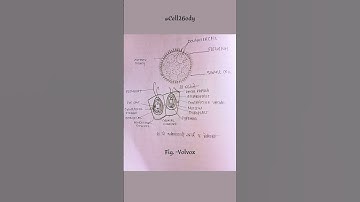 Volvox structure/ #biology#ytshorts #viral #study