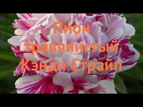 Пион травянистый Кэнди Страйп (paeonia candy stripe) &#55356;&#57151; обзор: как сажать, саженцы пиона Кэнди Страйп