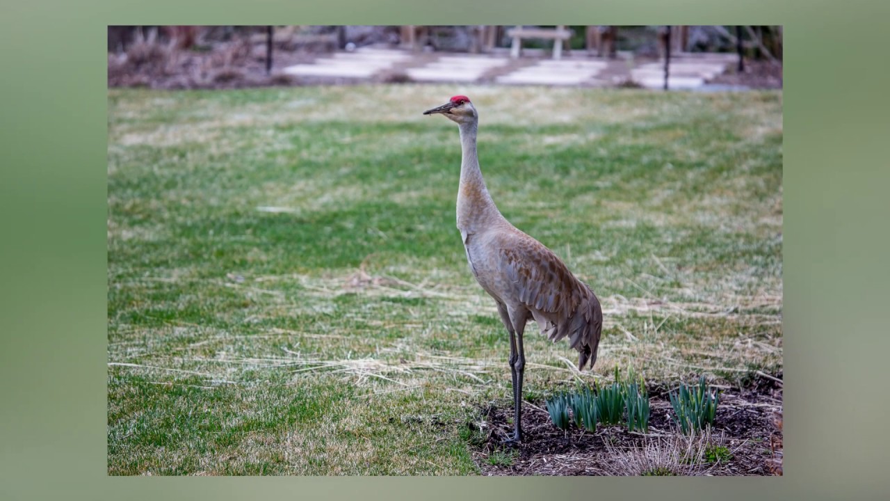 Sandhill Cranes YouTube
