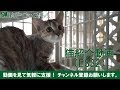 じっと見つめてくるキジ柄の子猫 - Kitten looking toward the camera