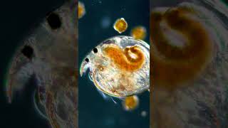 Tiny water flea in action 🔬💦 #waterflea #daphnia #microworld #aquarium #nature #science #viral #fish