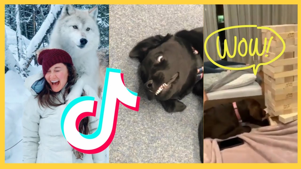 🐶Best TikTok Animals Compilation 😁Funny and 😍Cute Pets & Animals🐘