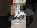 PIAGGIO VESPA PX 125 ANNO 1982 COMPLETAMENTE RESTAURATA #piaggio #vespapx #piaggiovespa #cmtmotor