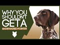 GERMAN SHORTHAIRED POINTER! 5 Reasons you SHOULD NOT GET A German Shorthaired Pointer Puppy!