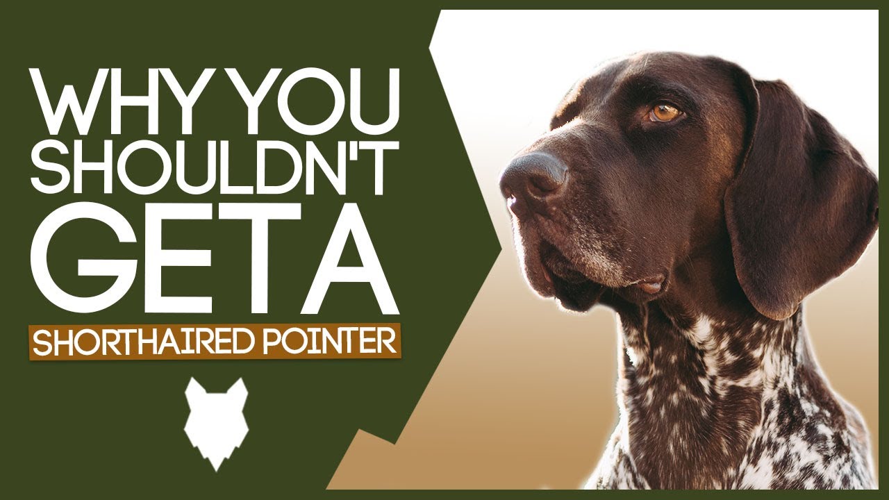 German Shorthaired Pointer! 5 Reasons You Should Not Get A German Shorthaired Pointer Puppy!