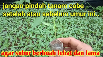 WAKTU DAN UMUR CABE YANG TEPAT UNTUK PINDAH TANAM || Pertanian