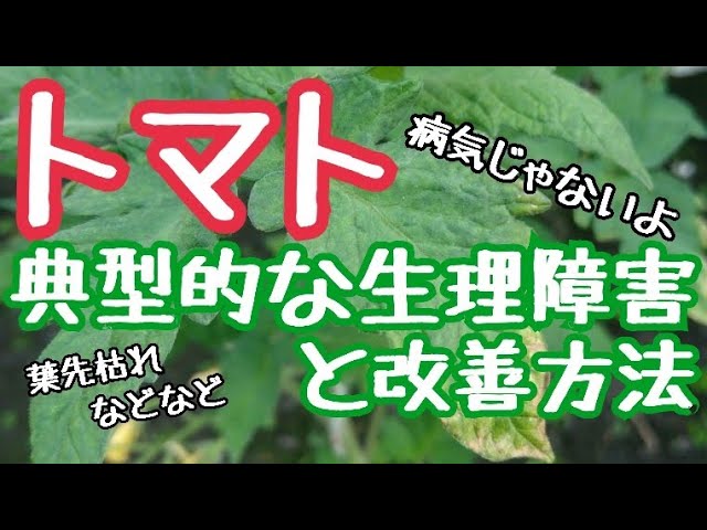 大玉トマトの典型的な生理障害と改善策 葉先が枯れたり 色が抜けてまだらになったり 病気じゃないので治せます Youtube