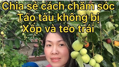 Chia sẻ cách chăm sóc Táo tàu không bị xốp và teo trái | Bạch Tuyết Channel Cuộc Sống Mỹ