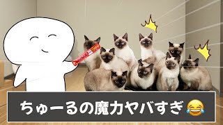 猫飼ってる人あるあるが流石ににゃんこすぎましたｗｗｗ【ツッコミ】【あるある】