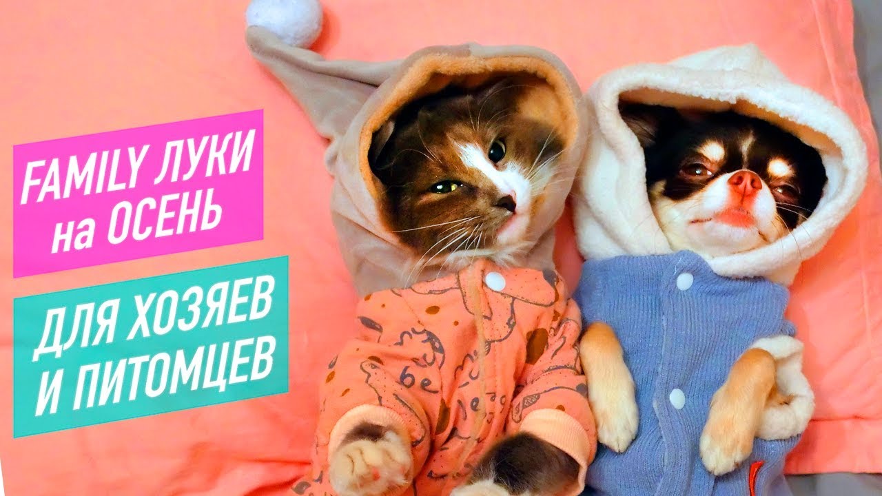 Magic Pets Новые Видео 2022 Года Magic Pets Новые Видео 2022 Года