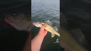 Catching every fish in lake Osakis #fishing #walleye