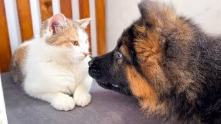 Funny Cat Reaction to New German Shepherd Puppy