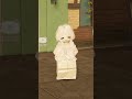 malu-malu 🙀 #roblox#aeroblox#robloxedit#harusberanda#rblx