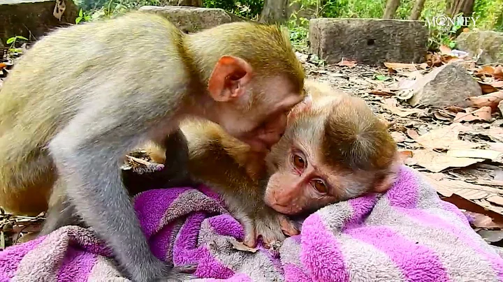 Oh what happen new abandoned monkey just release crying loudly