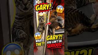 Animal Voice Over #4 Gary #viral #viralshorts #voiceover #voiceovershorts #funny #funnypets#cat #uk