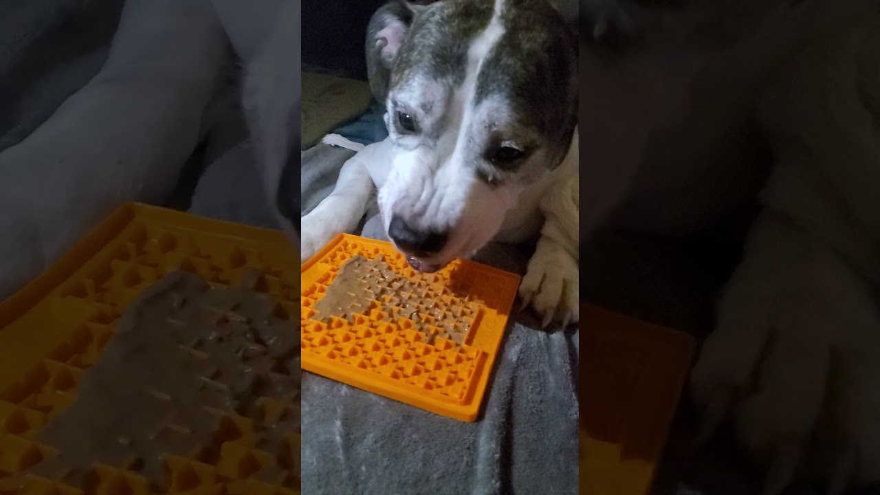 Dog licking natural peanut butter YouTube