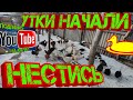 Утки начали нестись!!!