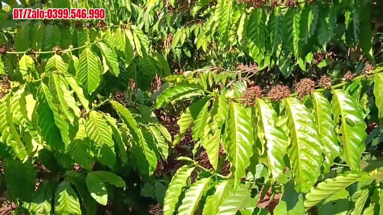 1,1 Ha Đất Trồng Cà phê Xen Sầu Riêng Ôm Suối Bám 2 Mặt Đường Bê Tông, Nhà Điện Nước Đầy Đủ 