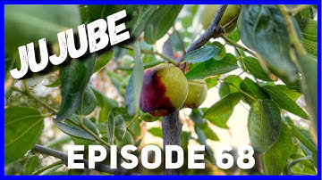Last Jujube Harvest 2021 (Ep. 68)
