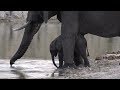 SafariLive March 15-  Baby Elly still not sure about its legs and trunk!   lol