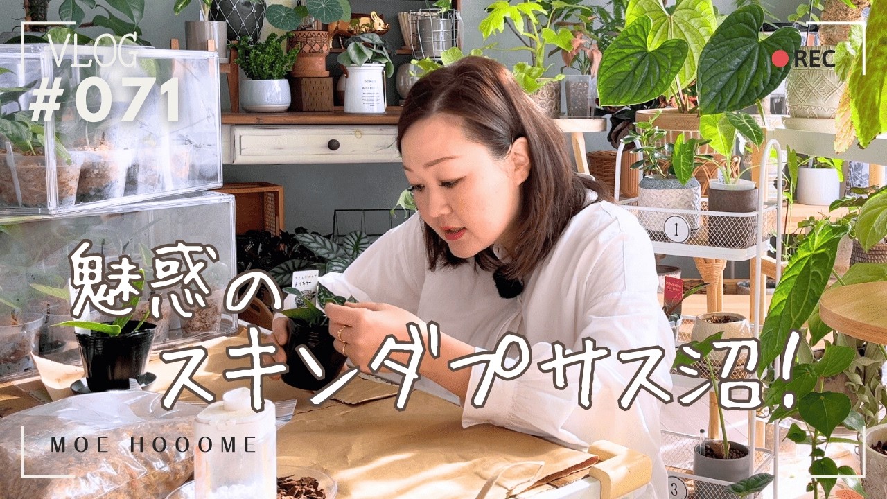 【どっぷり沼】スキンダプサスの沼は深い（Vlog/071）