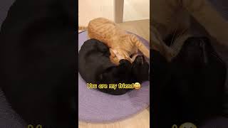 You Are My Friend catlover meow   gatos