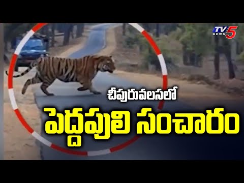 చీపురువలసలో పెద్దపులి సంచారం | Tiger Spotted in Vizianagaram District | TV5 News Digital - TV5NEWS