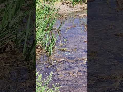 Dragonflies 'Dancing' ;)