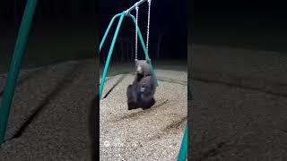 Ours Faisant De La Balançoire Ôle