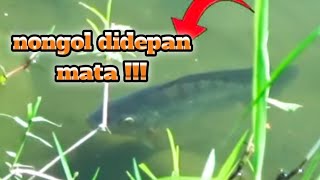 BERUNTUNG BANGET KETEMU SPOT IDAMAN ||BIKIN GAK PINGIN PULANG||KETAPEL IKAN