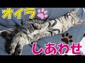 捨て猫を保護して3ヶ月&実の兄弟の映像もあるよ【最中編】