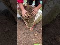 Courtyard Gardening Tips Bag Potato Harvest
