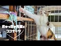 届きそうで...届かない│猫との日常シリーズ #1