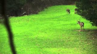 That's Why I Use Code Blue - Tip - Mossy Oak
