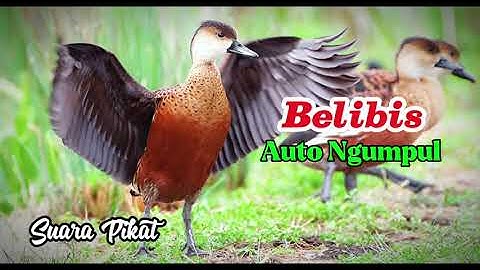 Suara pikat Belibis paling ampuh Auto ngumpul #kicaumania #belibis #belibisbatu