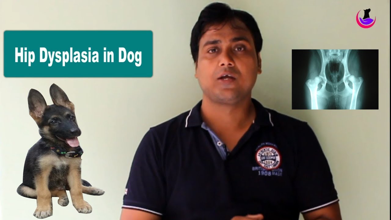 Hip Dysplasia in dogs Influencing Factors ( Hindi ) YouTube