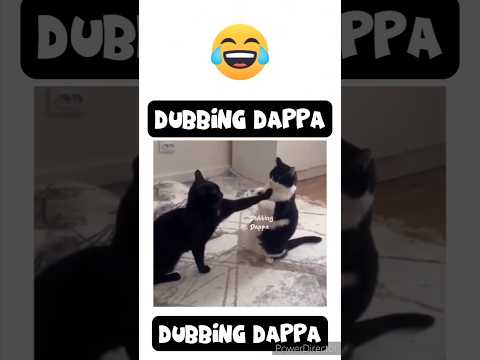 Eruma Maadooo Funny Cat Shorts Cats Shortsfeed Catshorts Catlover Catvideos Funnyanimals 