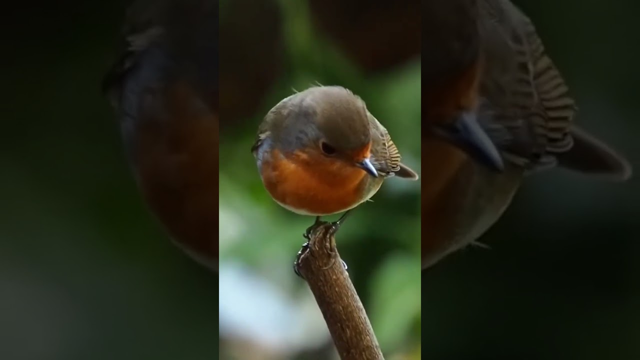Little Robin Red Breast