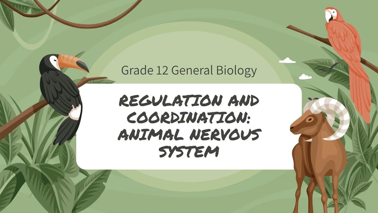 GENBIO 8 Regulation and Coordination 2: Animal Nervous System - YouTube