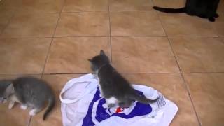 Видео смешные кошки и котята - Котята играют с пакетом Видео смешные кошки и котята - Котята играют с пакетом