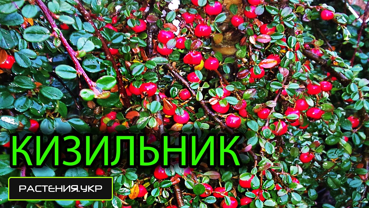 Кизильник - почвопокровное растение / Ботанический сад Харькова