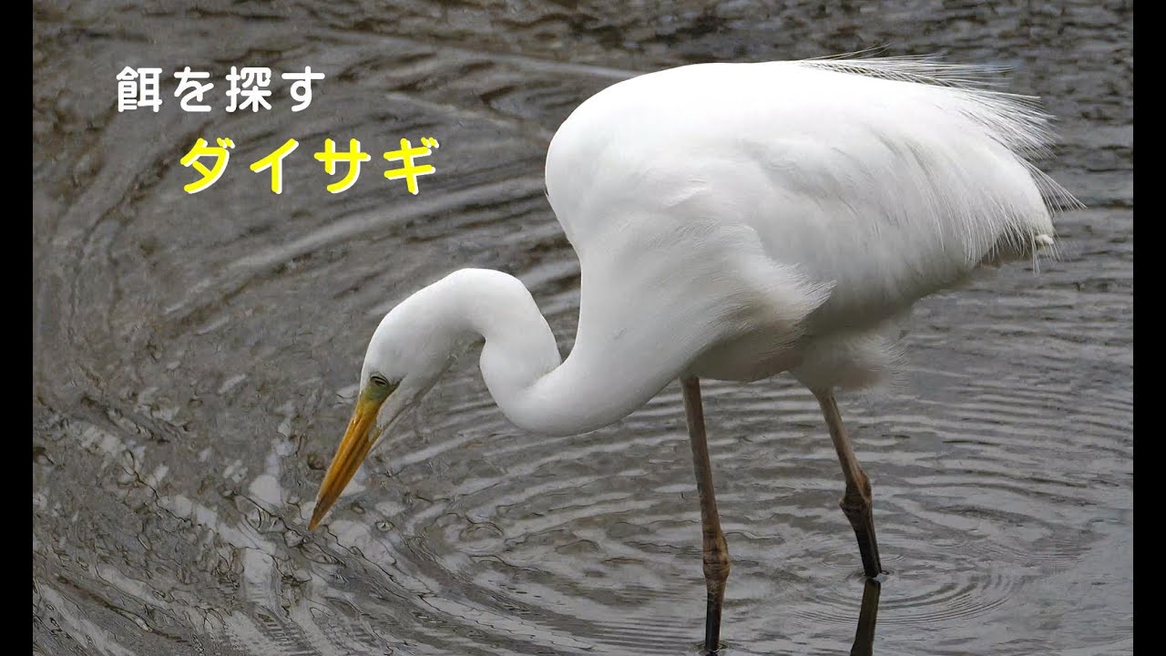 4k 野鳥 流れの中で餌を捕ろうとするダイサギ ｋ川 Youtube