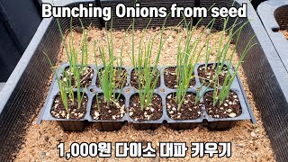 How To Grow Bunching Onions from seed