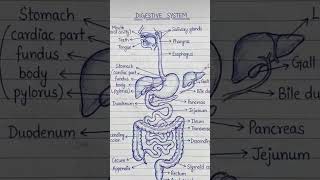 Important diagrams of class X biology