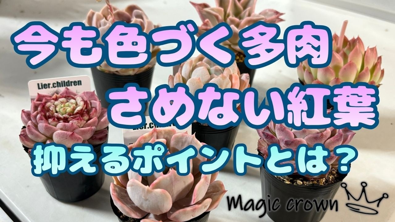 Top【選抜株】多肉植物　25497レッド　ベルベット　24個　鉢無し/脱土 多肉植物 レッドベルベット 群生3頭から 新入荷 るる農園 | るる農園