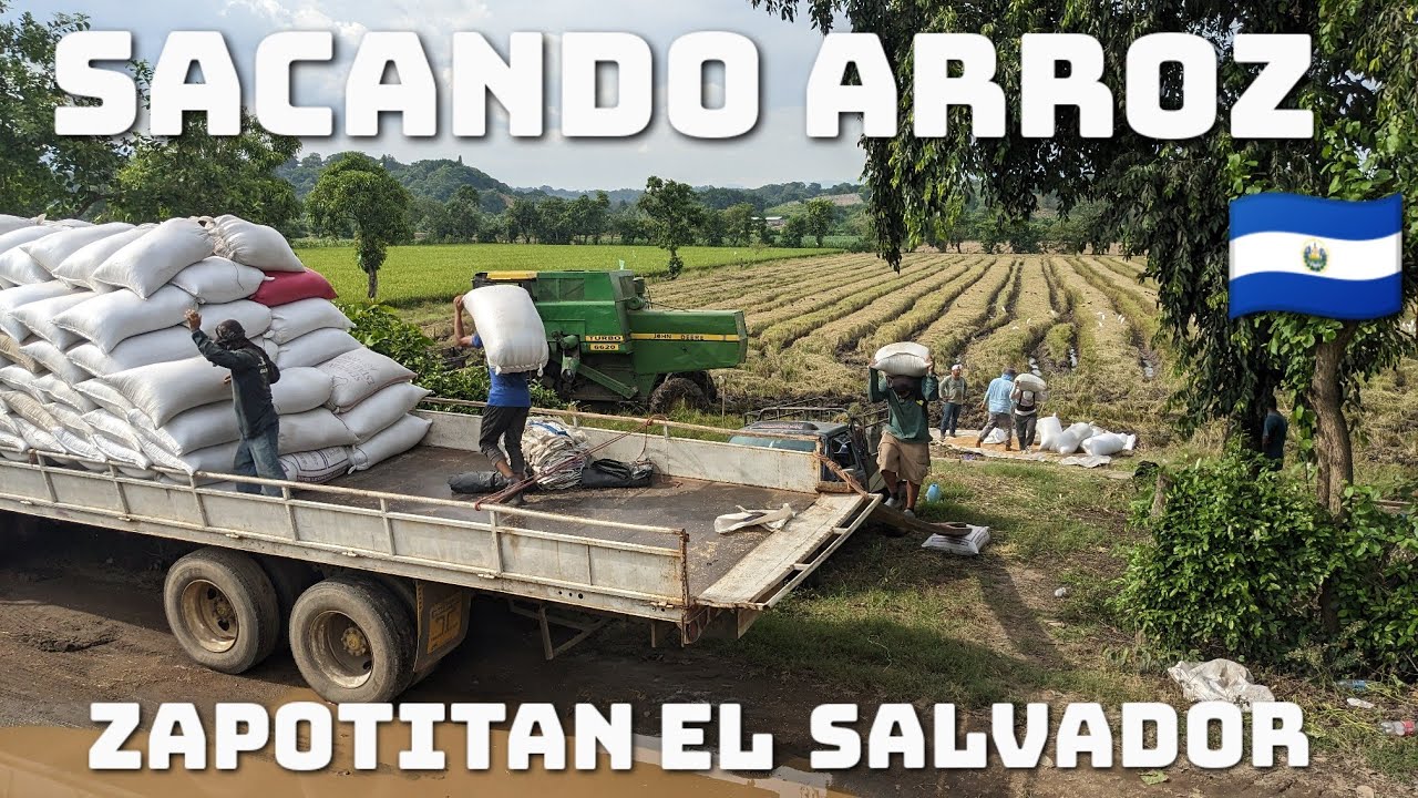 Así se cosecha el arroz en el valle de Zapotitan El Salvador 🇸🇻