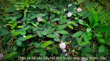 Chữa mất ngủ, đau nhức xương khớp từ cây thuốc nam Trinh Nữ